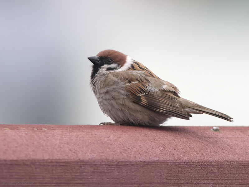 Moineau friquet, identification