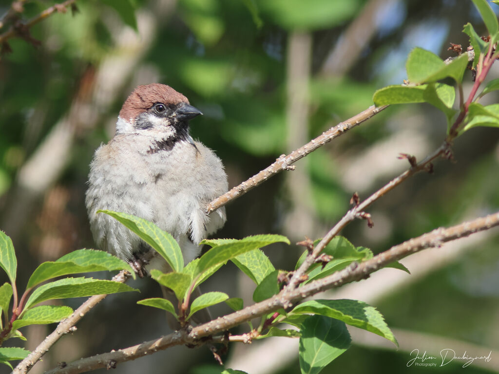 Moineau friquet, identification