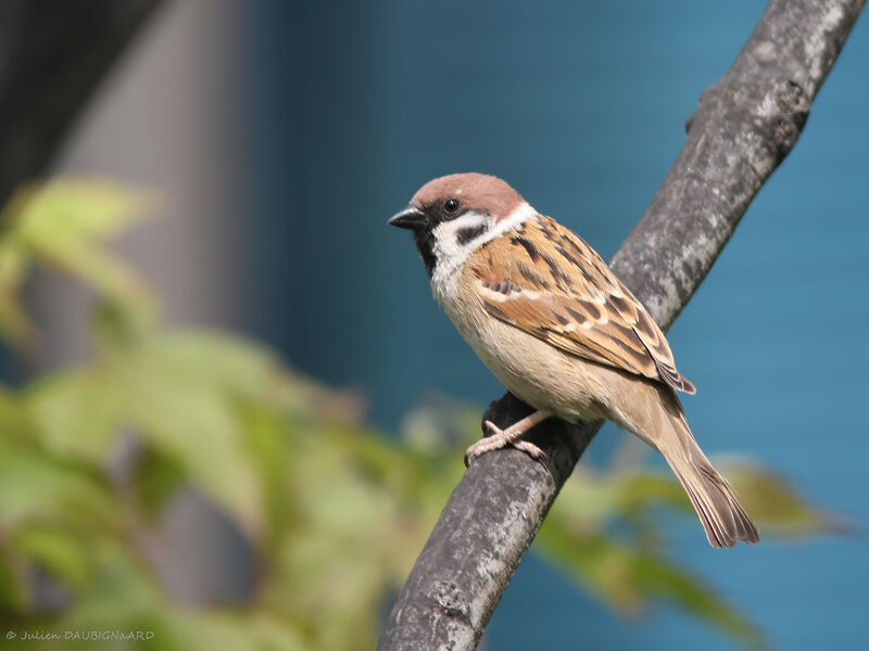 Moineau friquet, identification