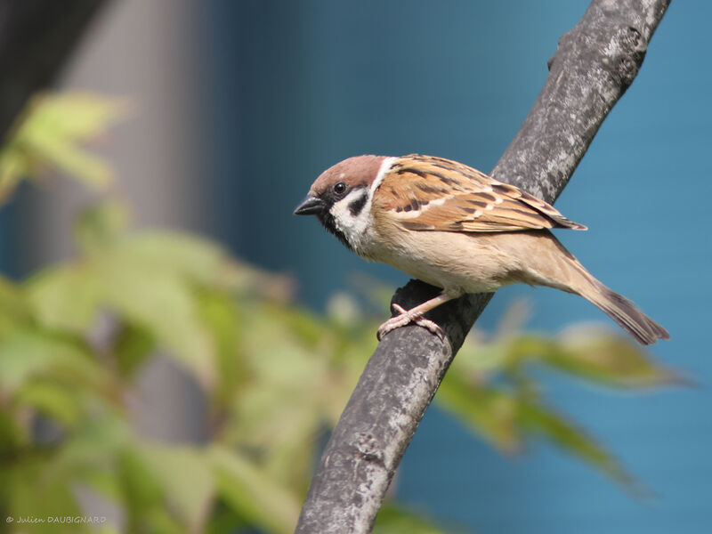 Moineau friquet, identification