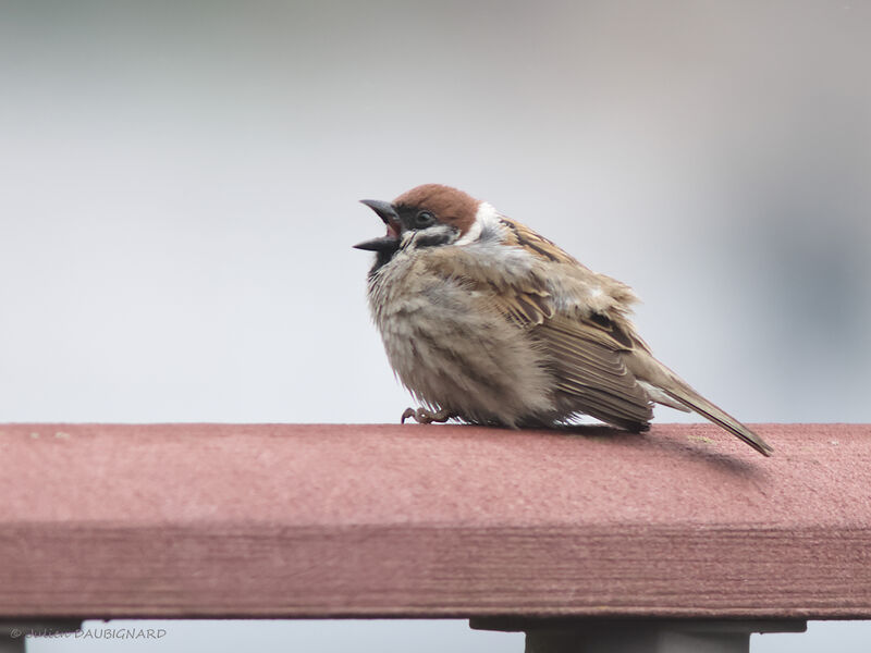 Eurasian Tree Sparrow, identification