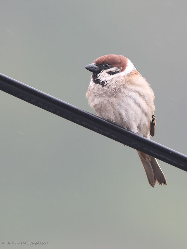 Eurasian Tree Sparrow, identification