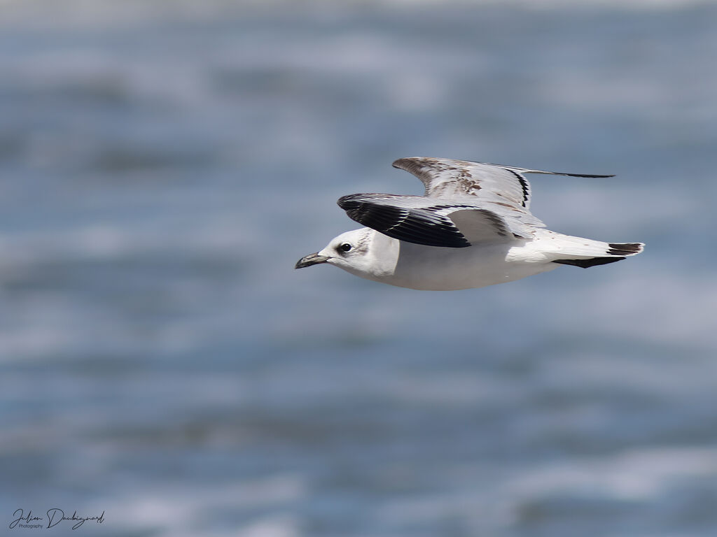 Mouette mélanocéphale1ère année, Vol