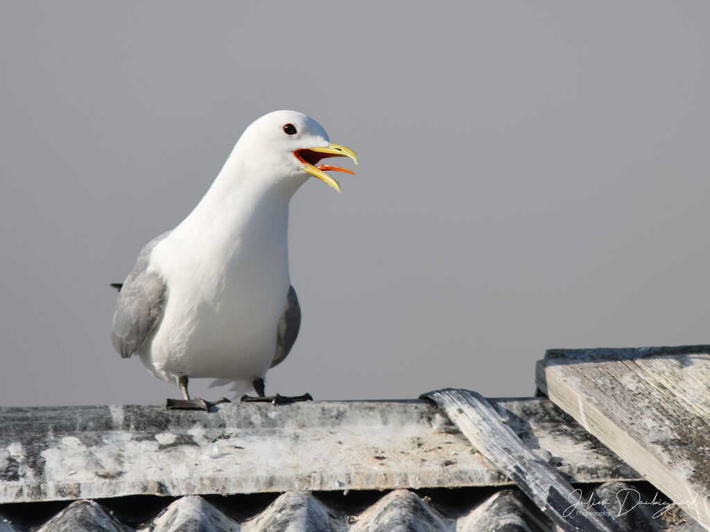 Black-legged Kittiwake