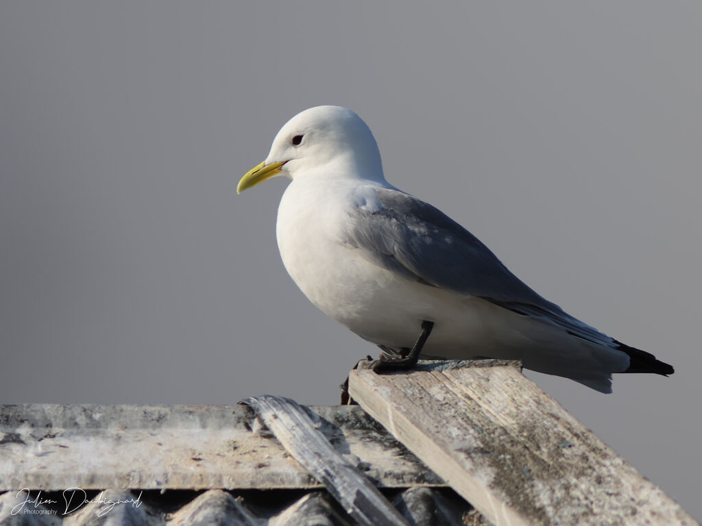 Black-legged Kittiwake