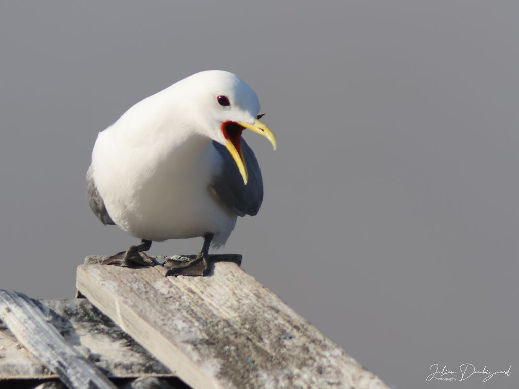 Black-legged Kittiwake