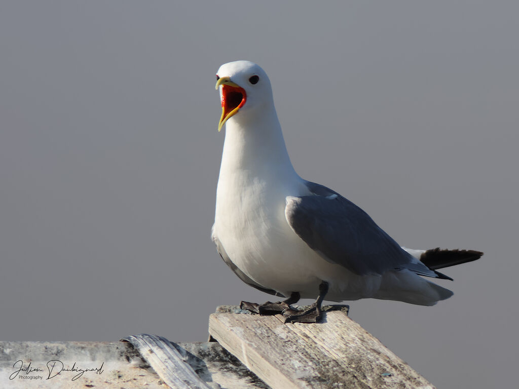 Black-legged Kittiwake