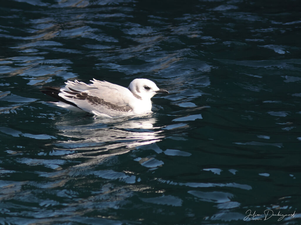 Black-legged Kittiwake