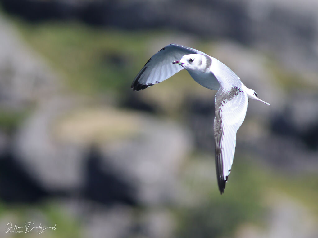 Black-legged Kittiwake