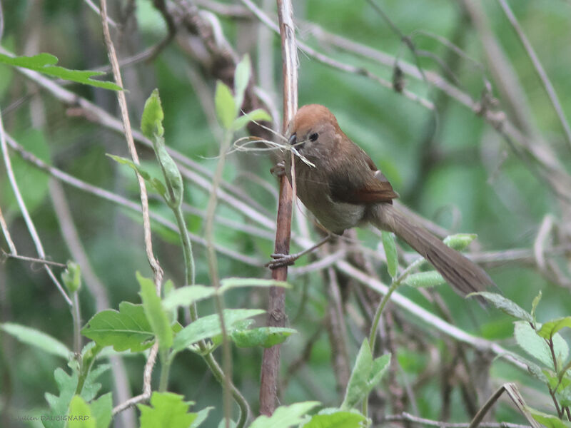 Paradoxornis de Webb, identification