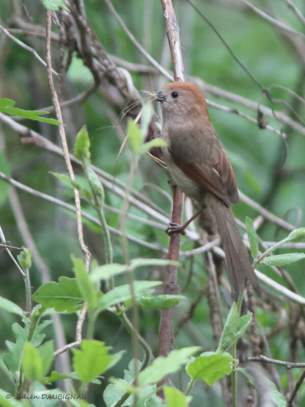 Paradoxornis de Webb, identification