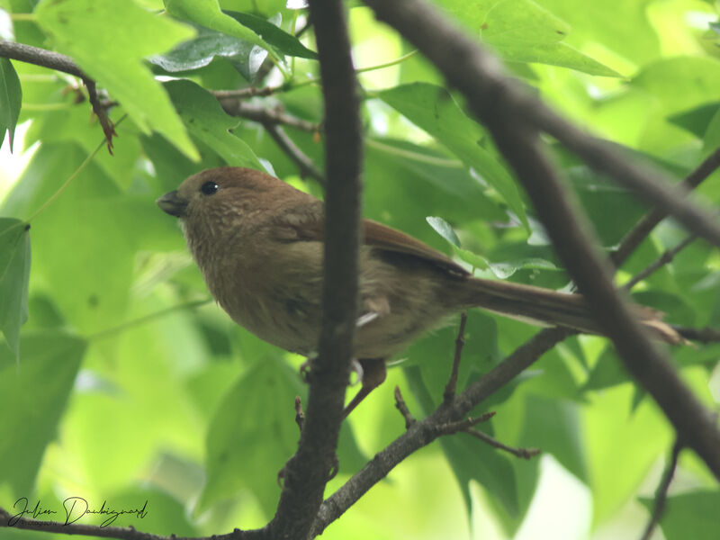 Paradoxornis de Webb, identification