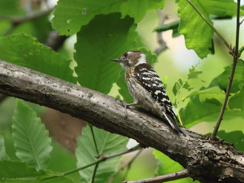 Japanese Pygmy Woodpecker, identification