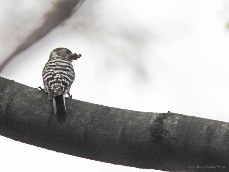 Japanese Pygmy Woodpecker, identification