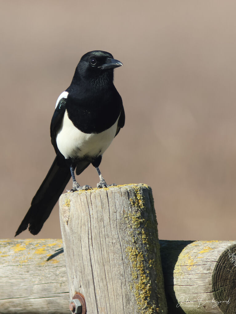 Pie bavarde, identification