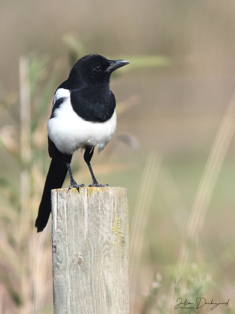 Pie bavarde, identification