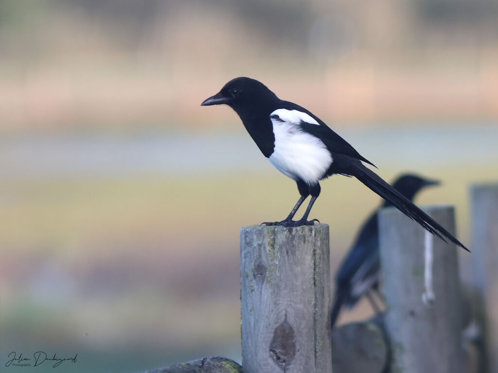 Pie bavarde, identification