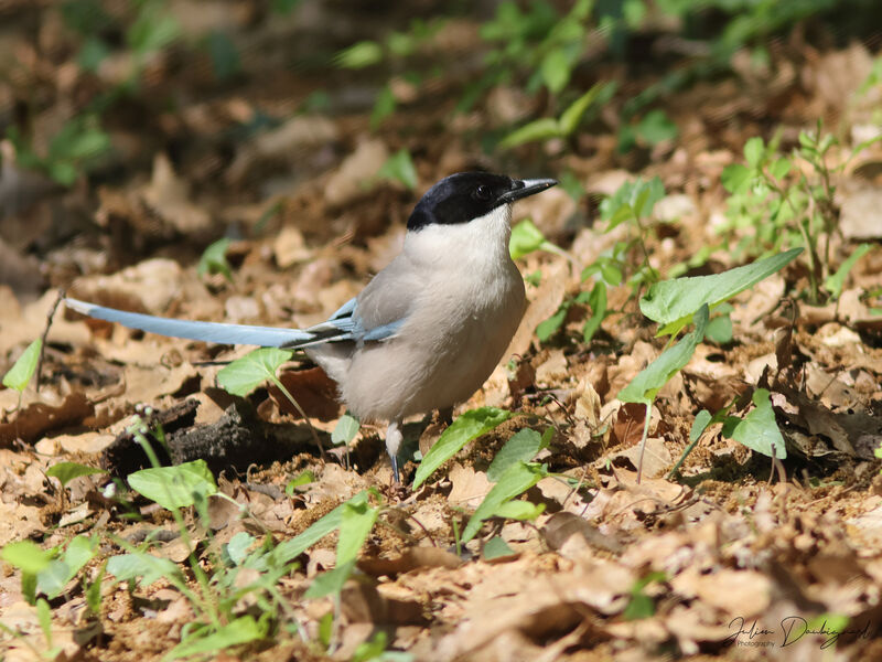 Pie bleue, identification