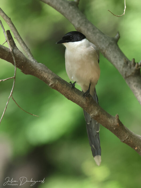 Pie bleue, identification