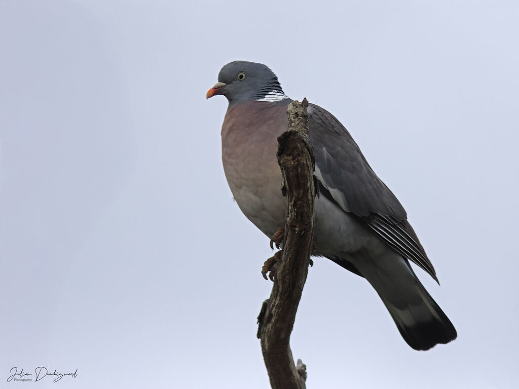 Common Wood Pigeon