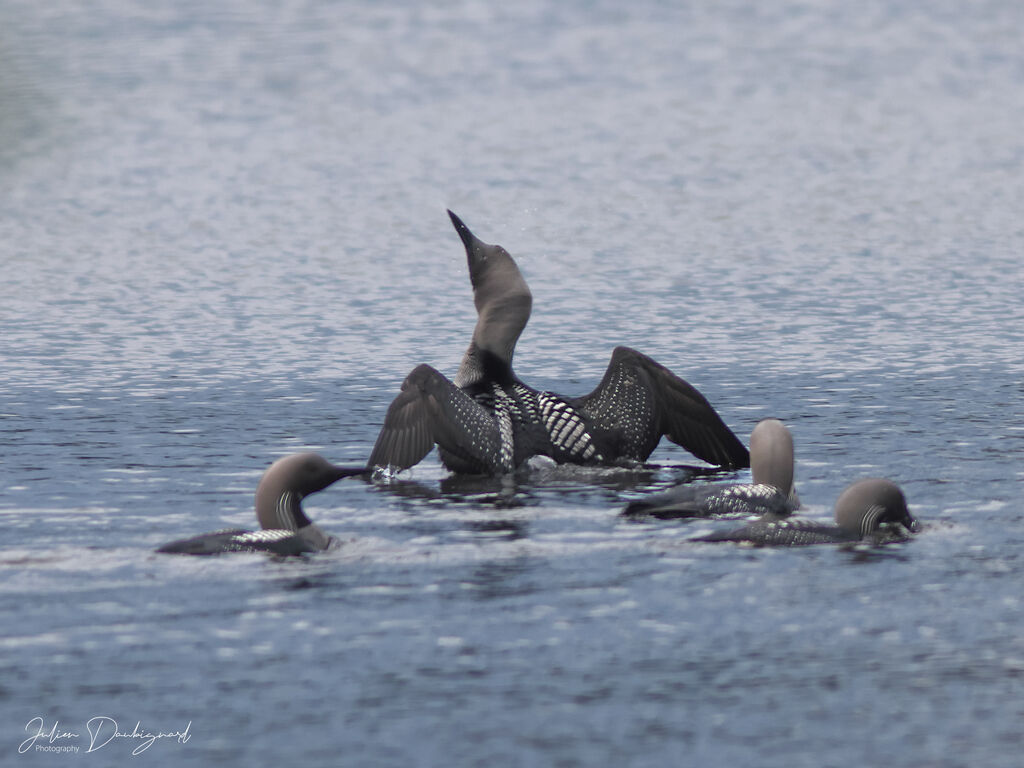 Plongeon arctique