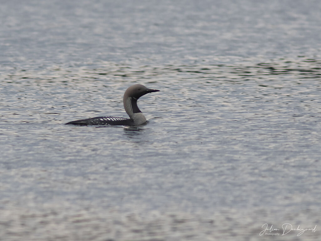 Plongeon arctiqueadulte nuptial, identification