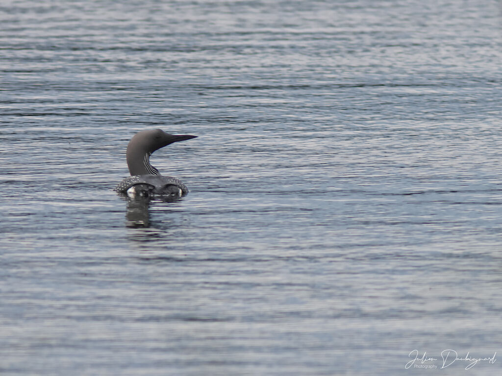 Plongeon arctiqueadulte nuptial, identification