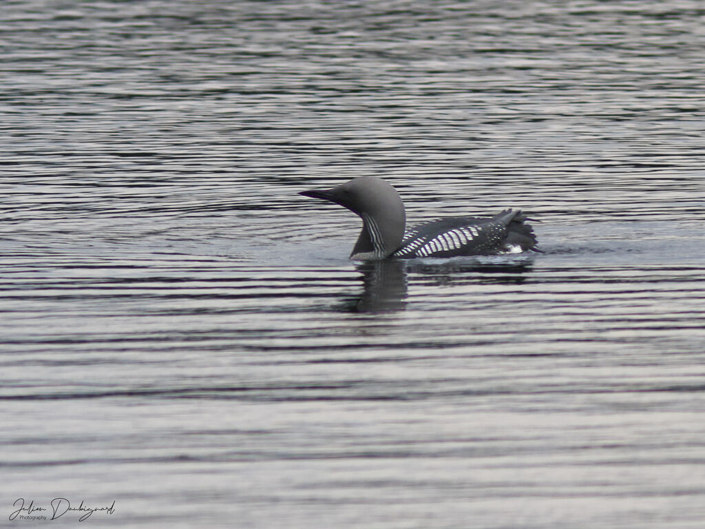 Plongeon arctiqueadulte nuptial, identification