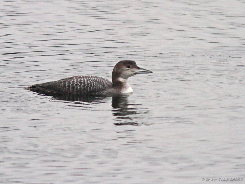 Plongeon imbrin, identification