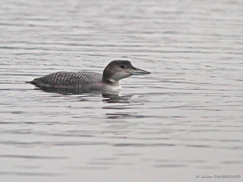 Plongeon imbrin, identification