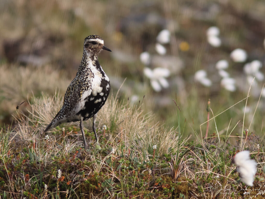 Pluvier doréadulte nuptial, identification