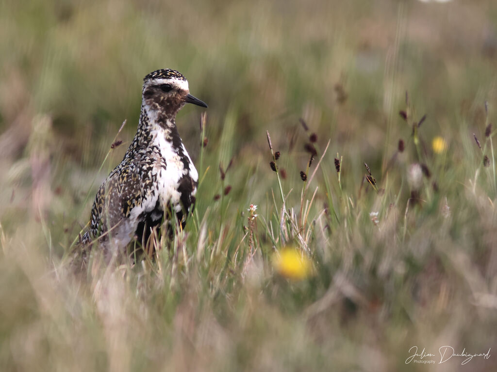 Pluvier doréadulte nuptial, identification