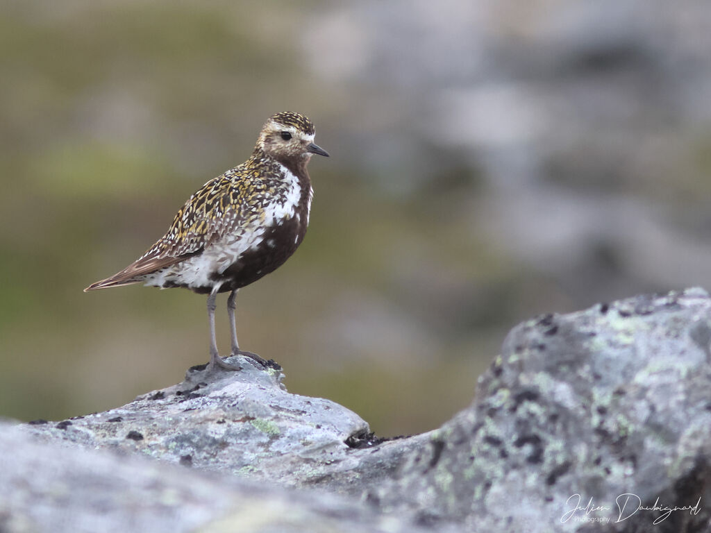Pluvier doréadulte nuptial, identification