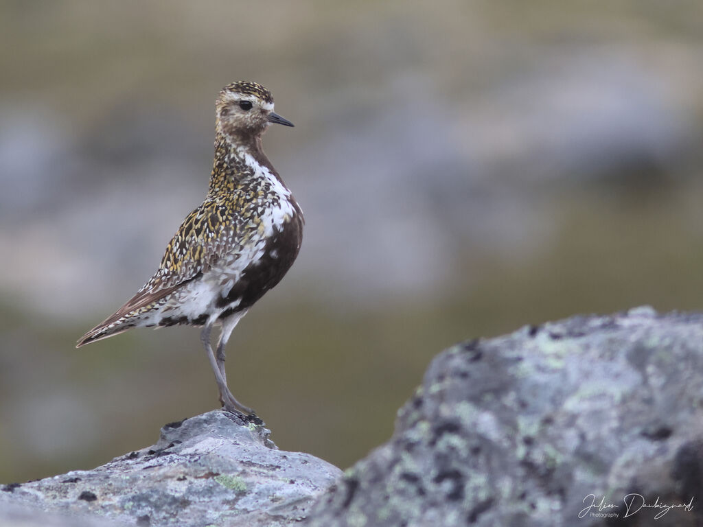 Pluvier doréadulte nuptial, identification