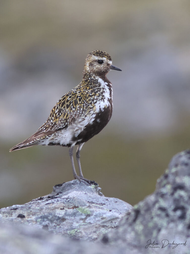 Pluvier doréadulte nuptial, identification