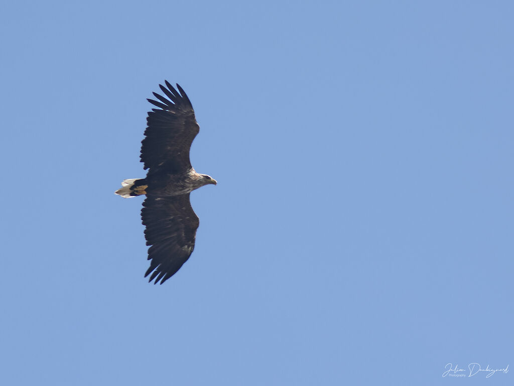 White-tailed Eagle