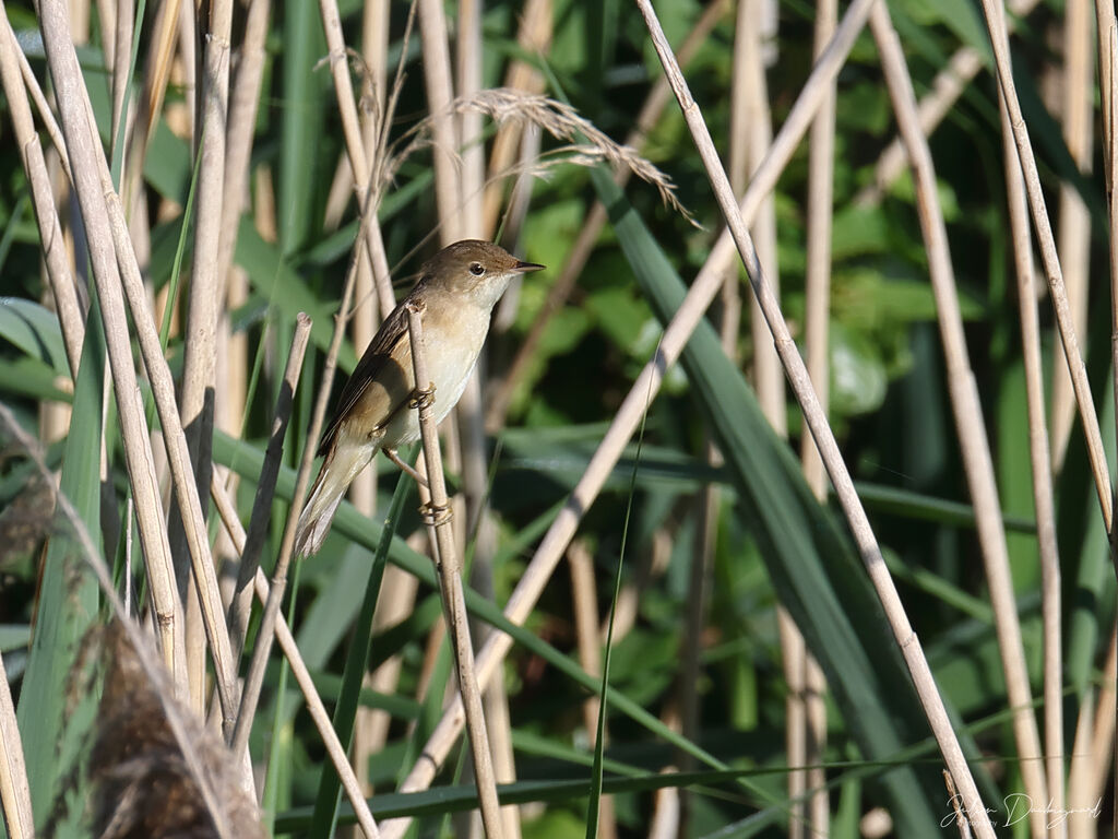 Common Reed Warbler