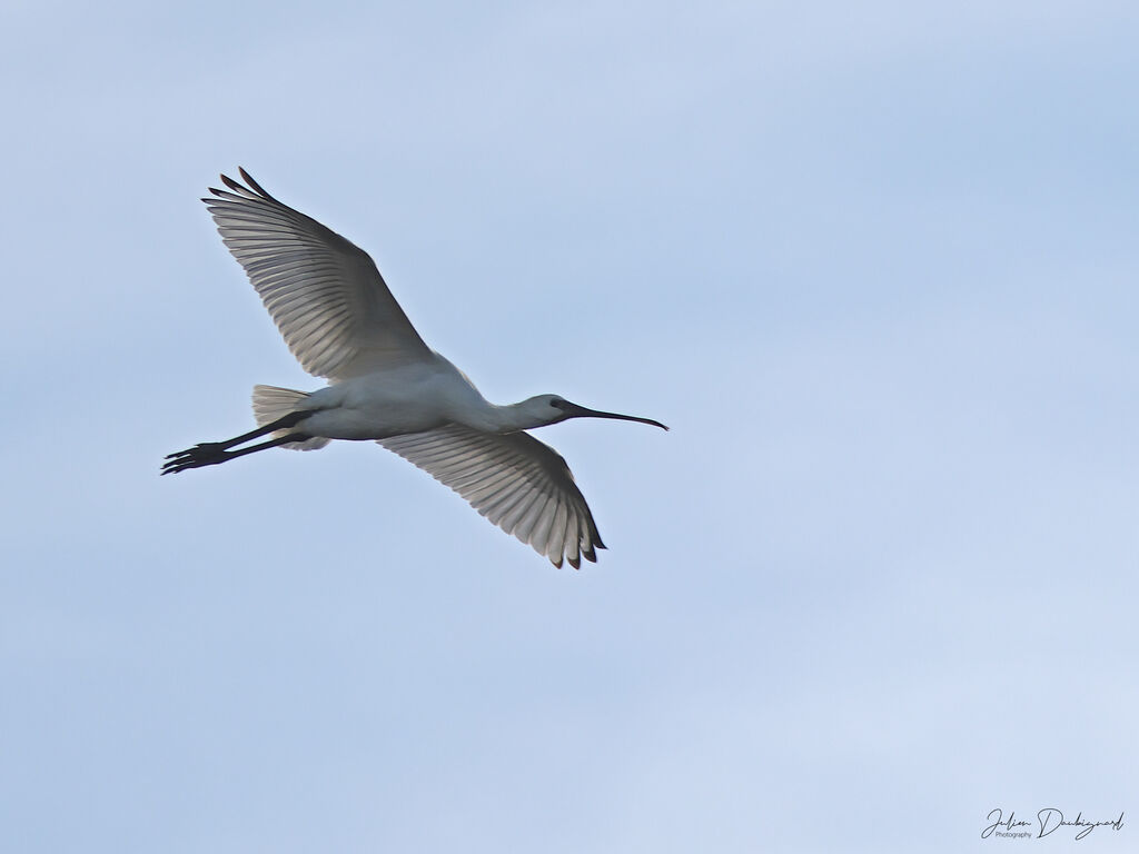 Spatule blanche, Vol