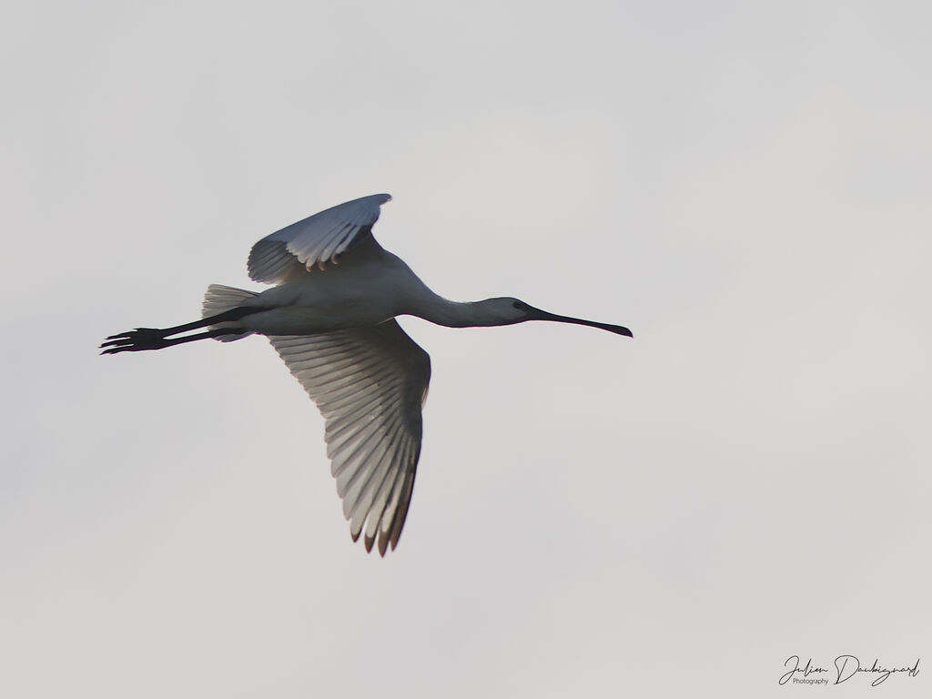 Spatule blanche, Vol