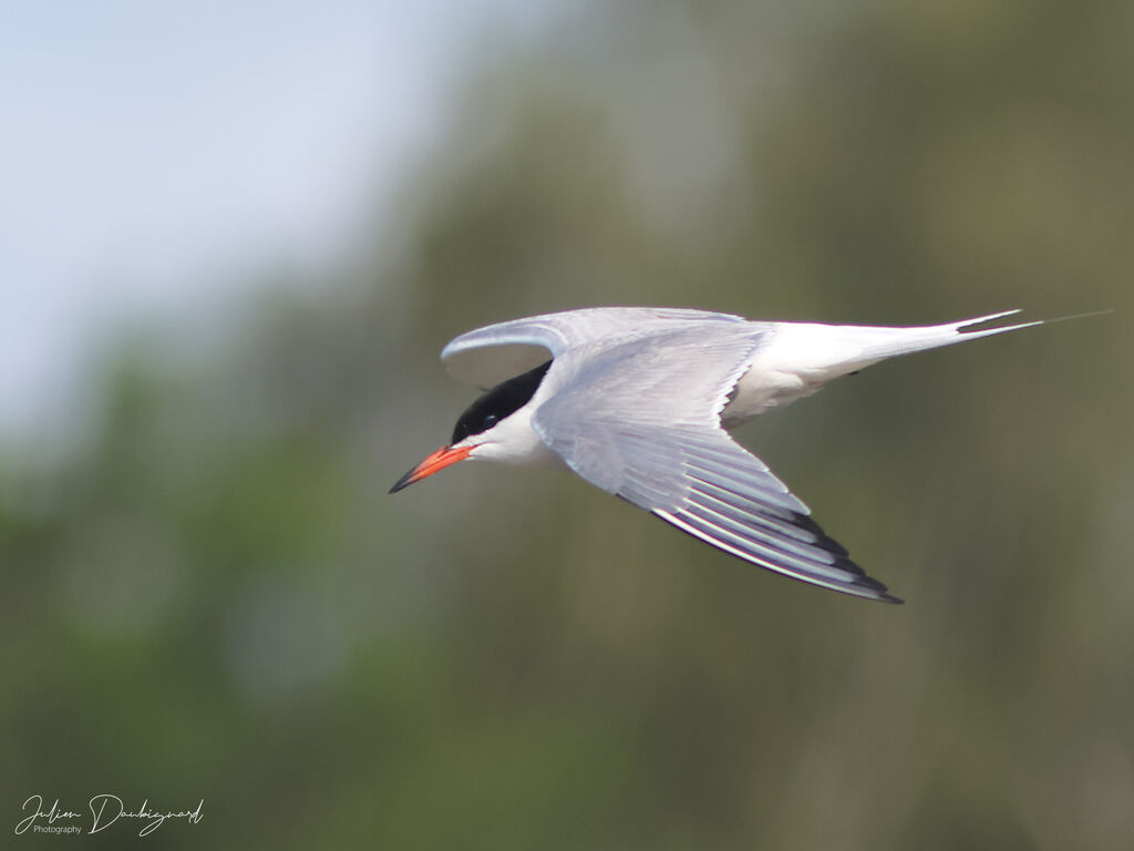 Sterne pierregarin, Vol