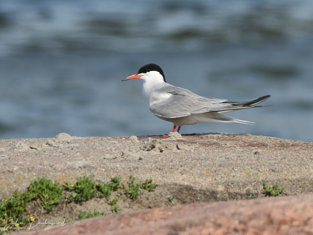 Sterne pierregarinadulte, identification