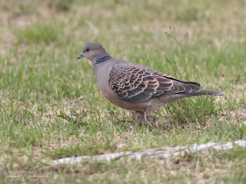 Tourterelle orientale, identification