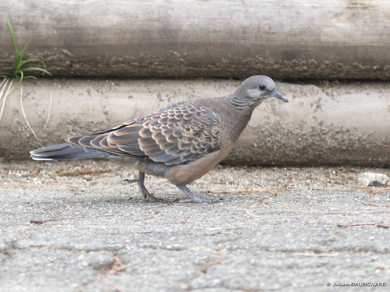 Tourterelle orientale, identification