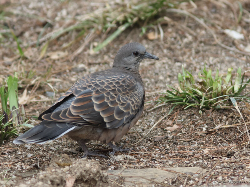 Tourterelle orientale, identification