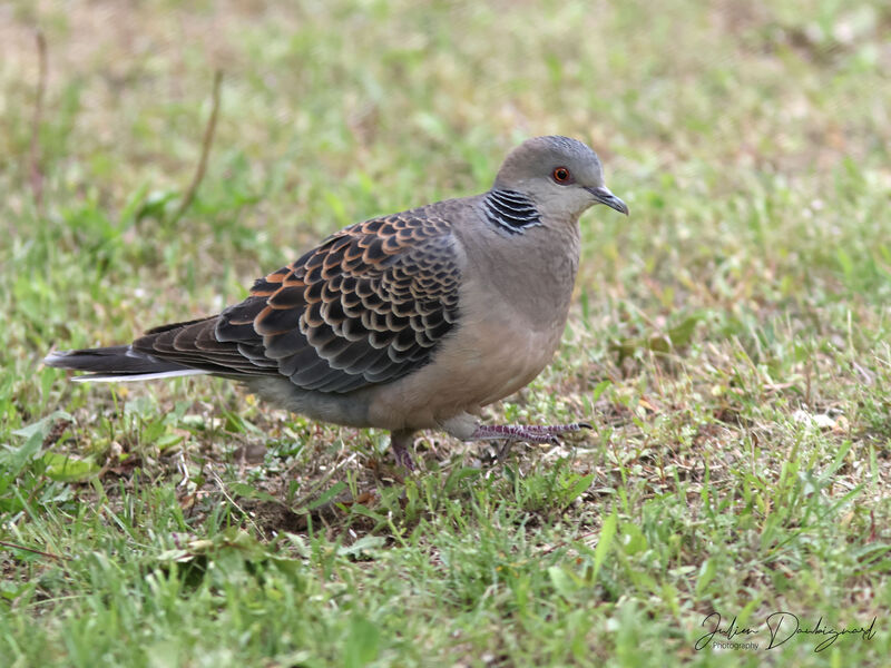 Tourterelle orientale, identification