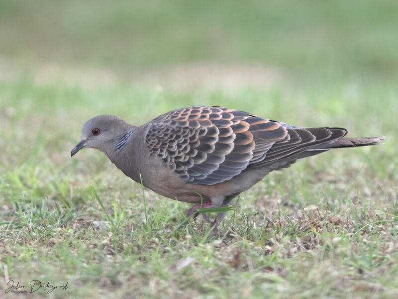 Tourterelle orientale, identification