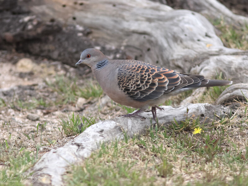 Tourterelle orientale, identification