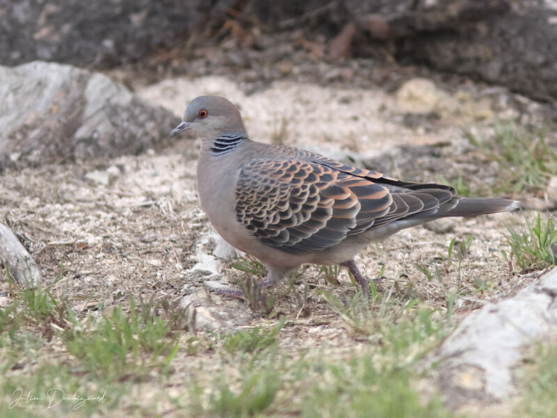 Tourterelle orientale, identification