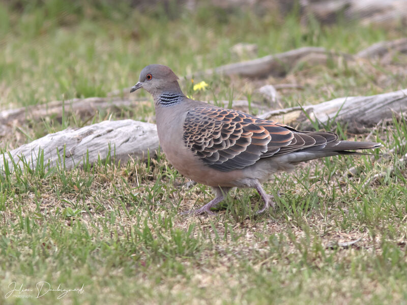 Tourterelle orientale, identification