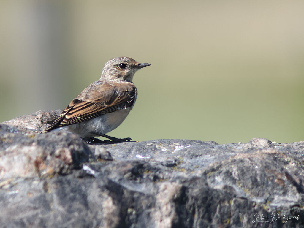 Traquet motteux, identification